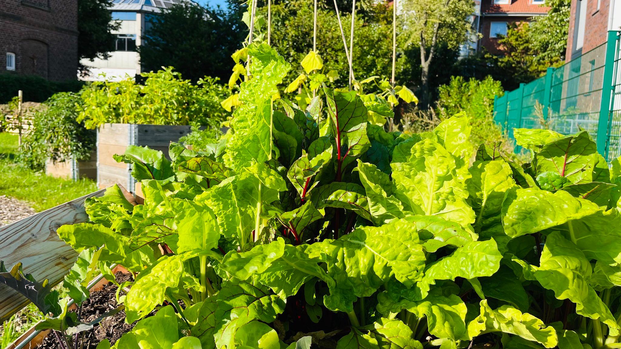 Blick in den Gemeinschaftsgarten im August 2023